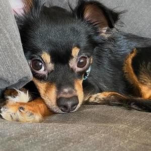 Meet your Posher, Carlin